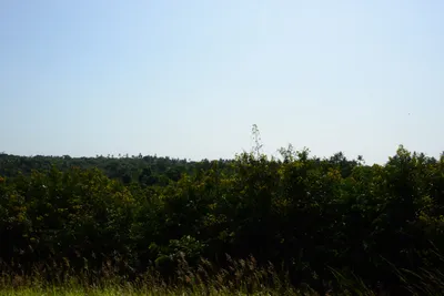 DSC_8305 (Large).JPG